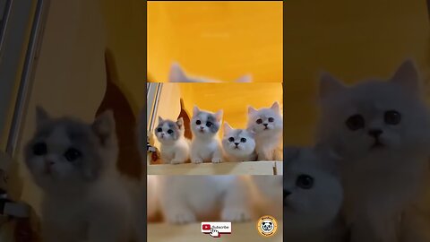 The Internet's Most Jealous Cats.