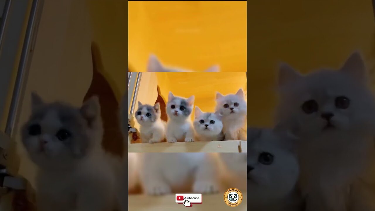 The Internet's Most Jealous Cats.
