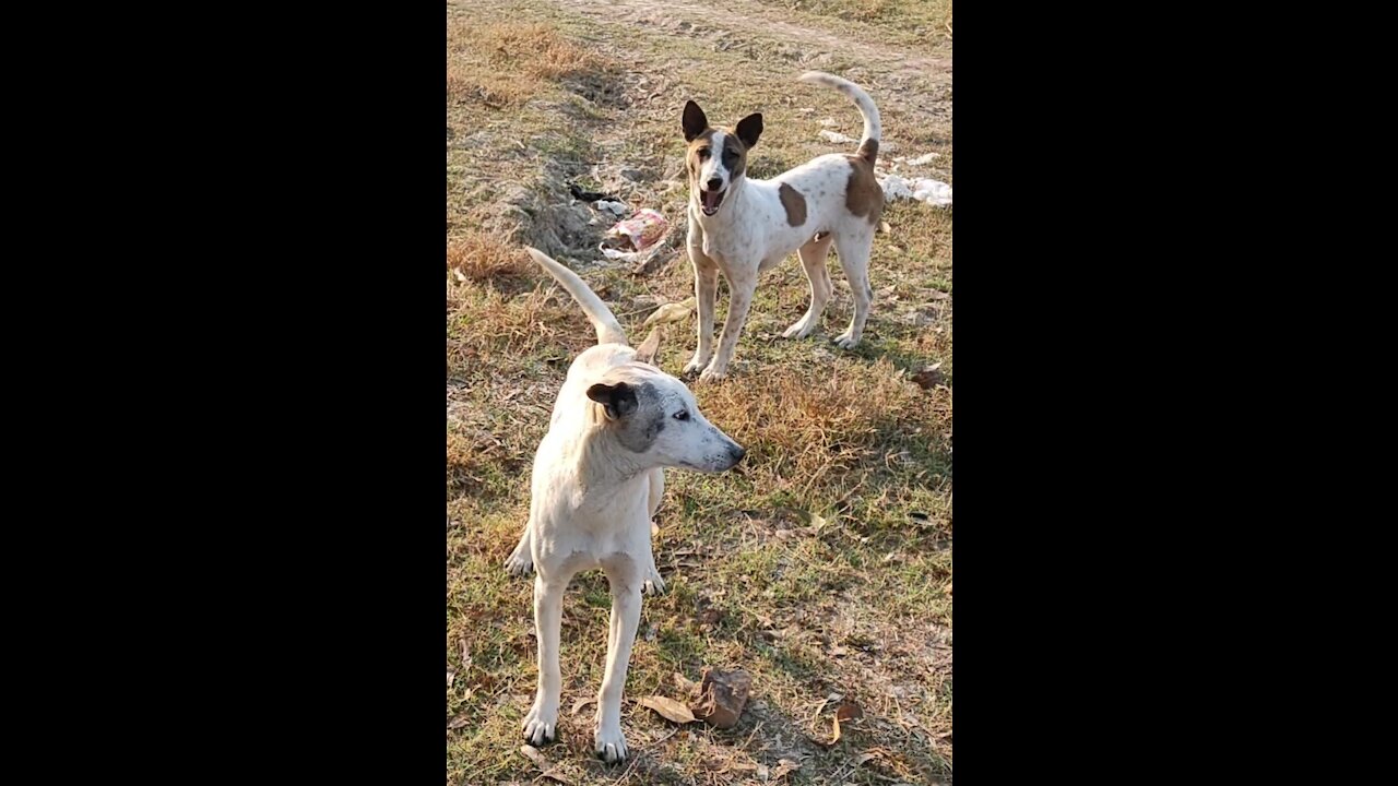 The beautiful puppies. Very cute doggies of my village