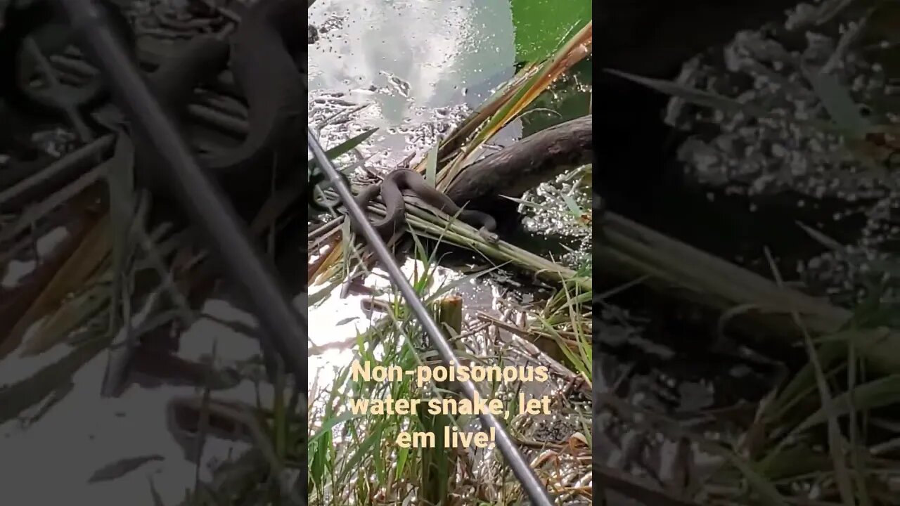 #foryou #usa #fyp #viral #snake #wv #nature #wildlife #mountains #westvirginia #bankfishing bankf