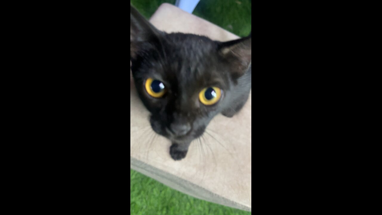 Silky Black Cat in Muscat Oman