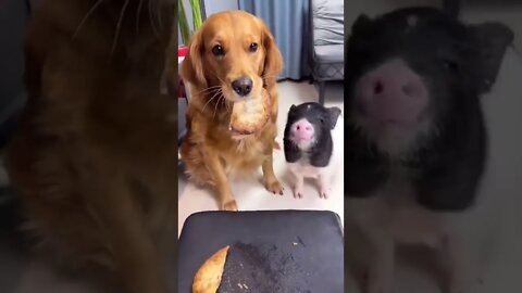sweet dog part 2