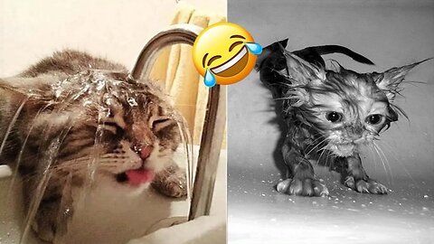 Funniest Animals 2024 😂 Funniest Cats and Dogs 🐱🐶 Part 2