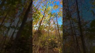 Beautiful Fall Trees in Canada