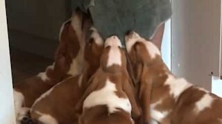 Cães tentam roubar a toalha de banho ao dono!