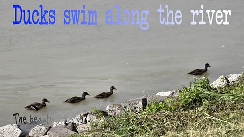 Ducks swimming along the river / beautiful water birds in the water.