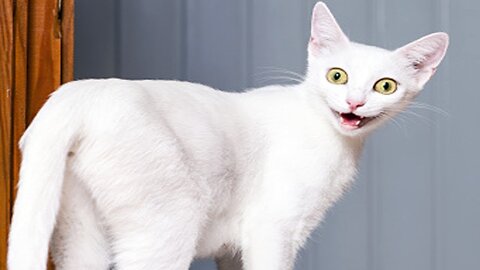 Funny Cat running on roof