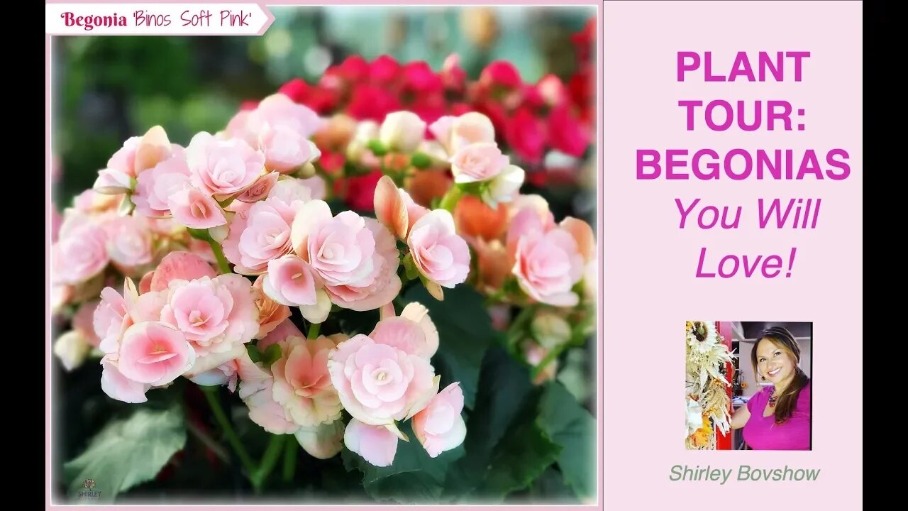 BEGONIA PLANTS: ( Begonia Types) Begonia Rex, Wax Begonia, Begonia Maculata/ Shirley Bovshow