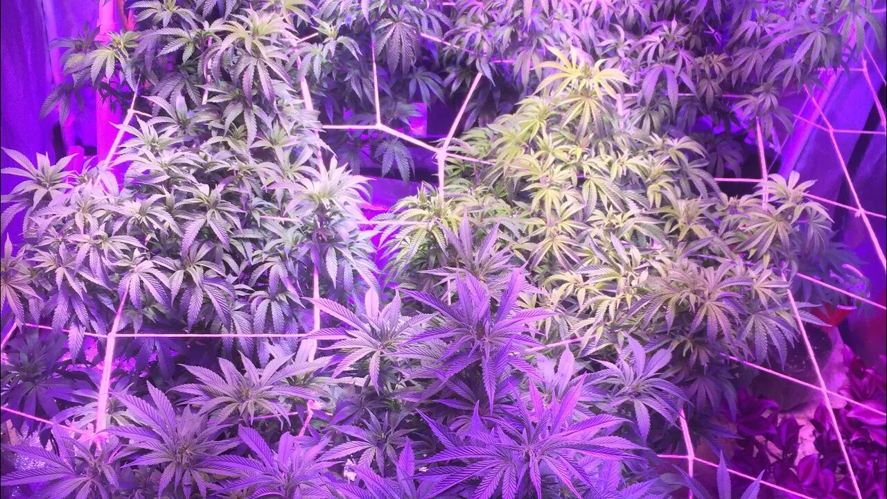 Native Sun Genetics - Wk10 Veg. #happygrowing #NativeSunGenetics #DiabloNutrients #420