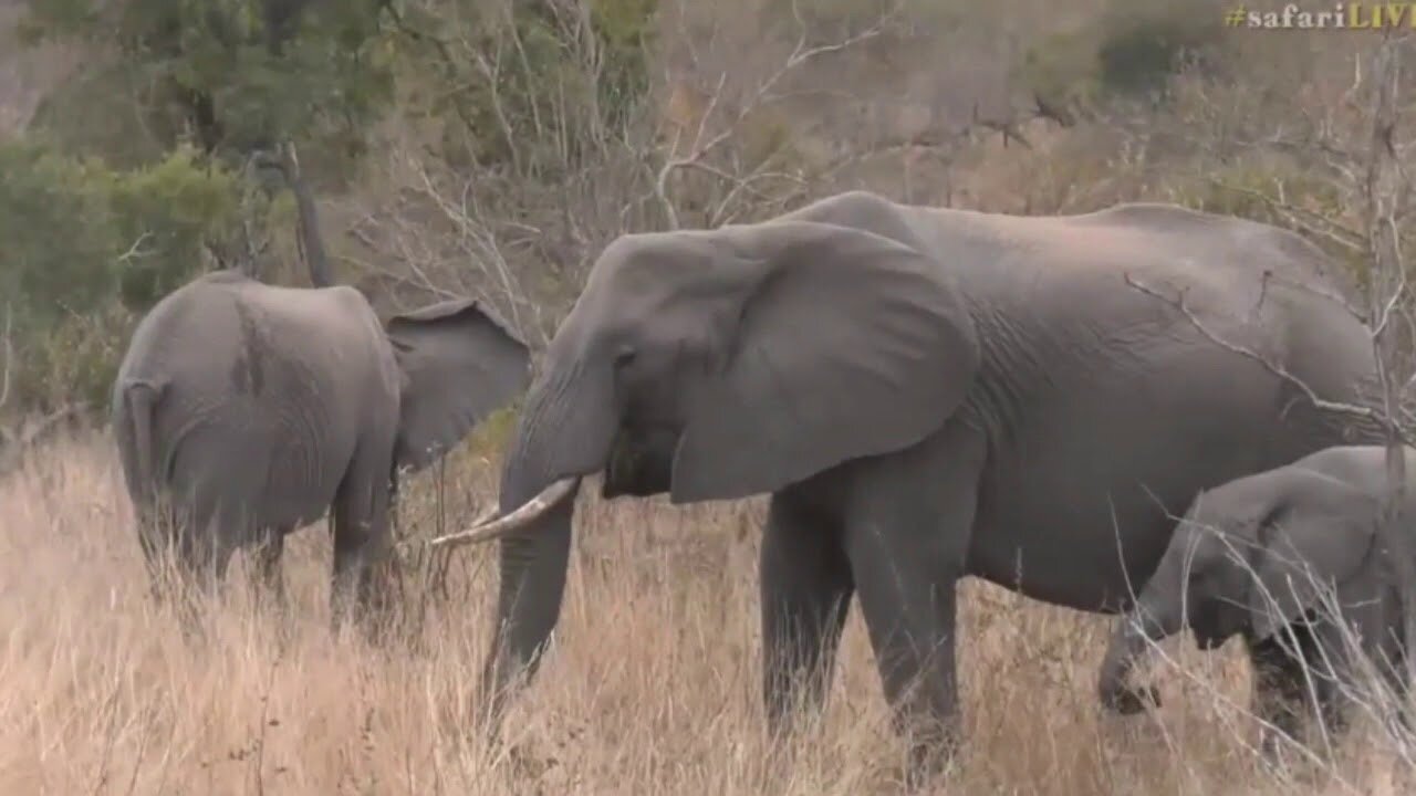 Aug 26, 2017 -Sunset- Byron with some Ellies from the short trunk herd