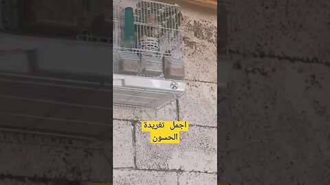 أجمل تغريدة طائر الحسون كيوت