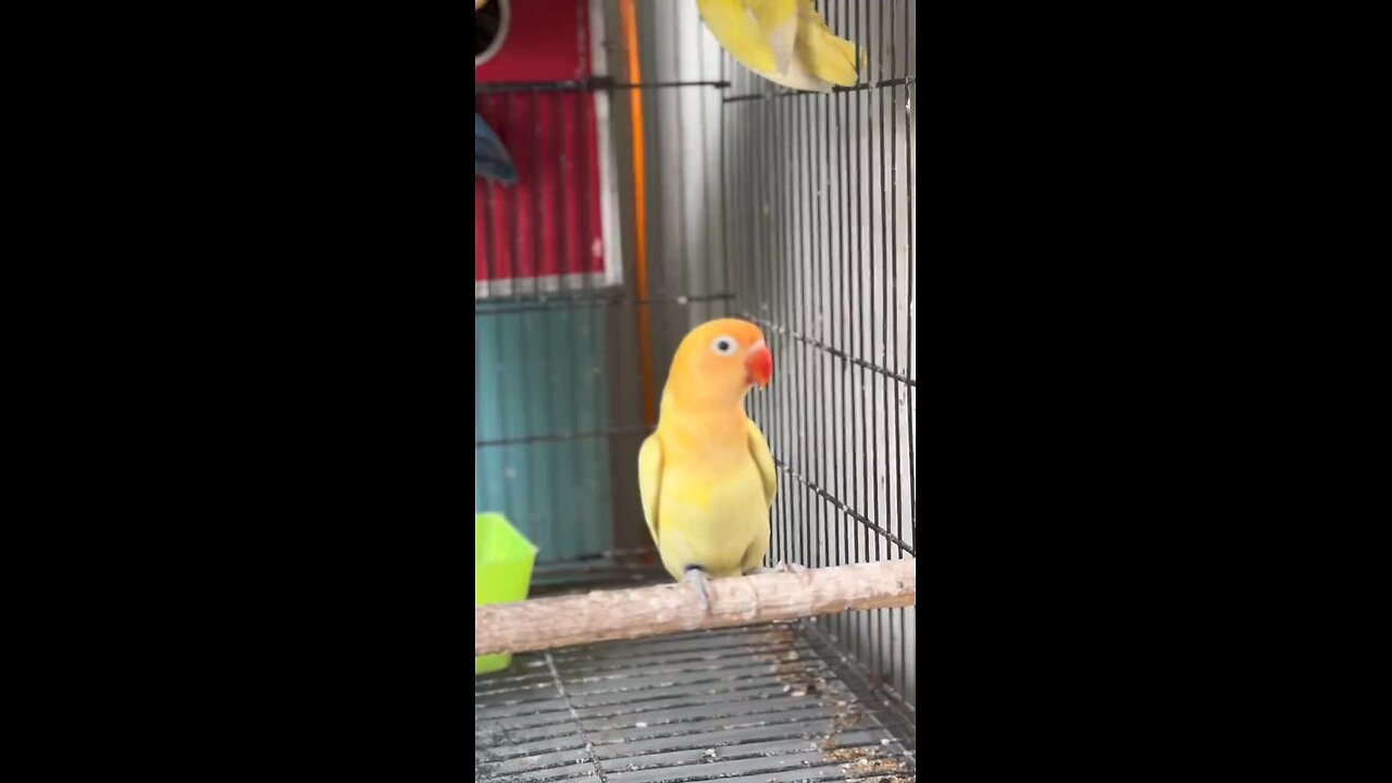 parrot