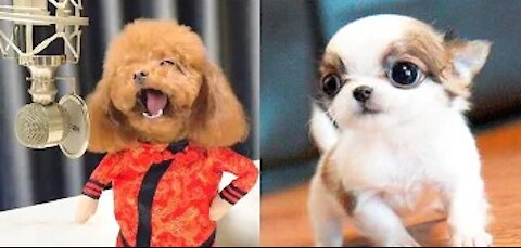 Funny Cute Dogs You Will Laugh At