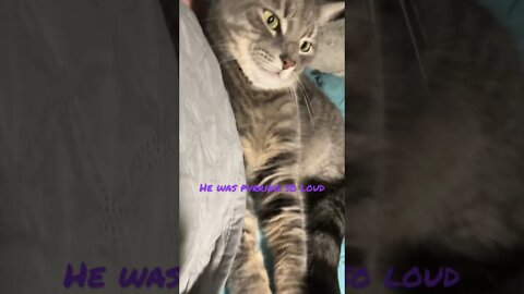 Sweet Grateful Dead kitty #cutepets #shorts #cat #love #cutecat