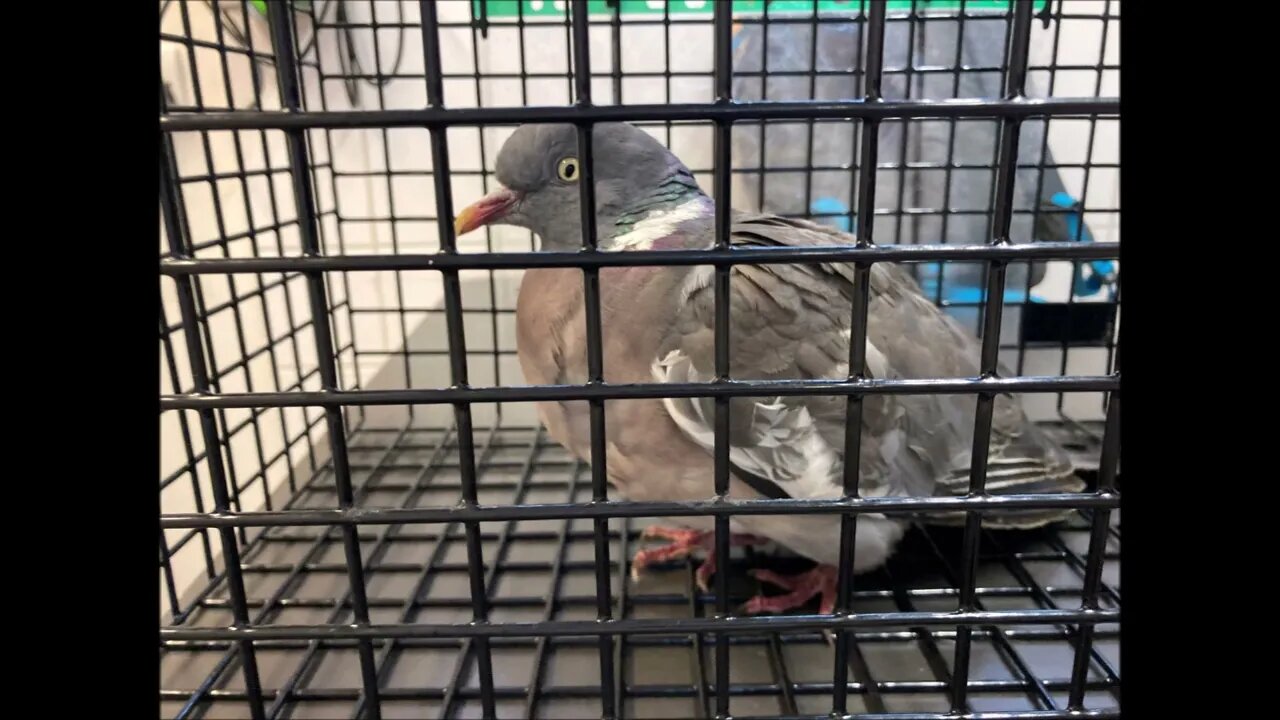 The vet said they had to put down the pigeon I found