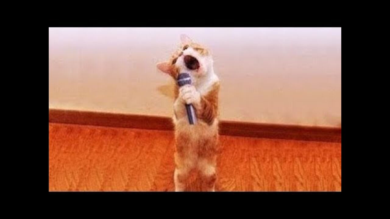 Watch this Video: Cute Pets And Funny Animals Compilation