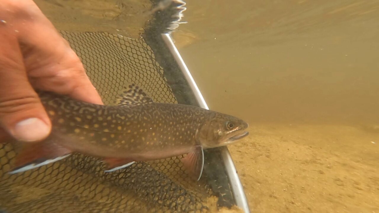 UP Michigan: Brook Trout
