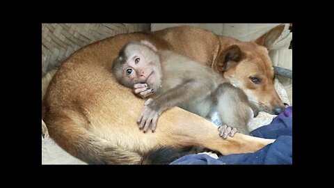 Monkey dog cute || Little Monkey thinks she is the daughter of the dog mother