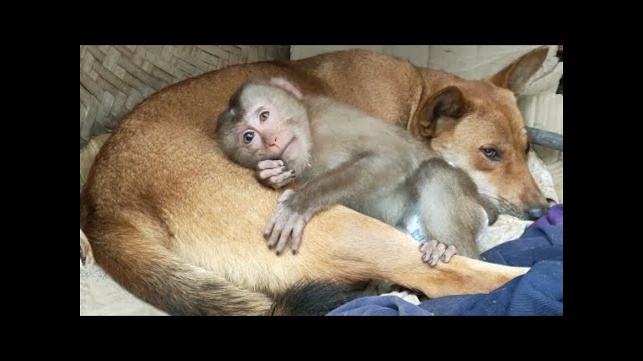 Monkey dog cute || Little Monkey thinks she is the daughter of the dog mother
