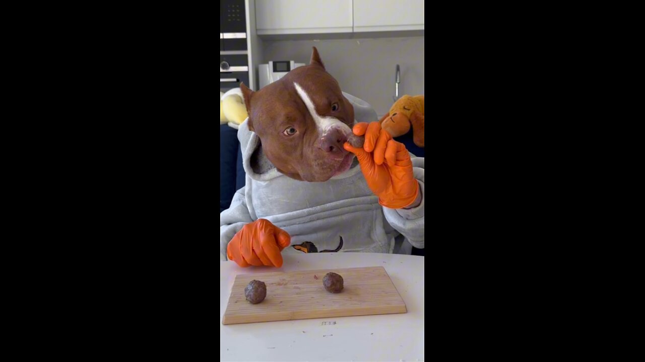 lunch time for pitbull