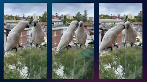 Cockatoo parrots talking by word of mouth.