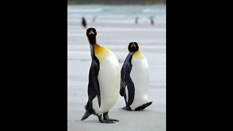 Funny penguins. Video with funny penguins.