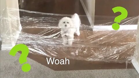 My dog Reacts to the Invisible Challenge