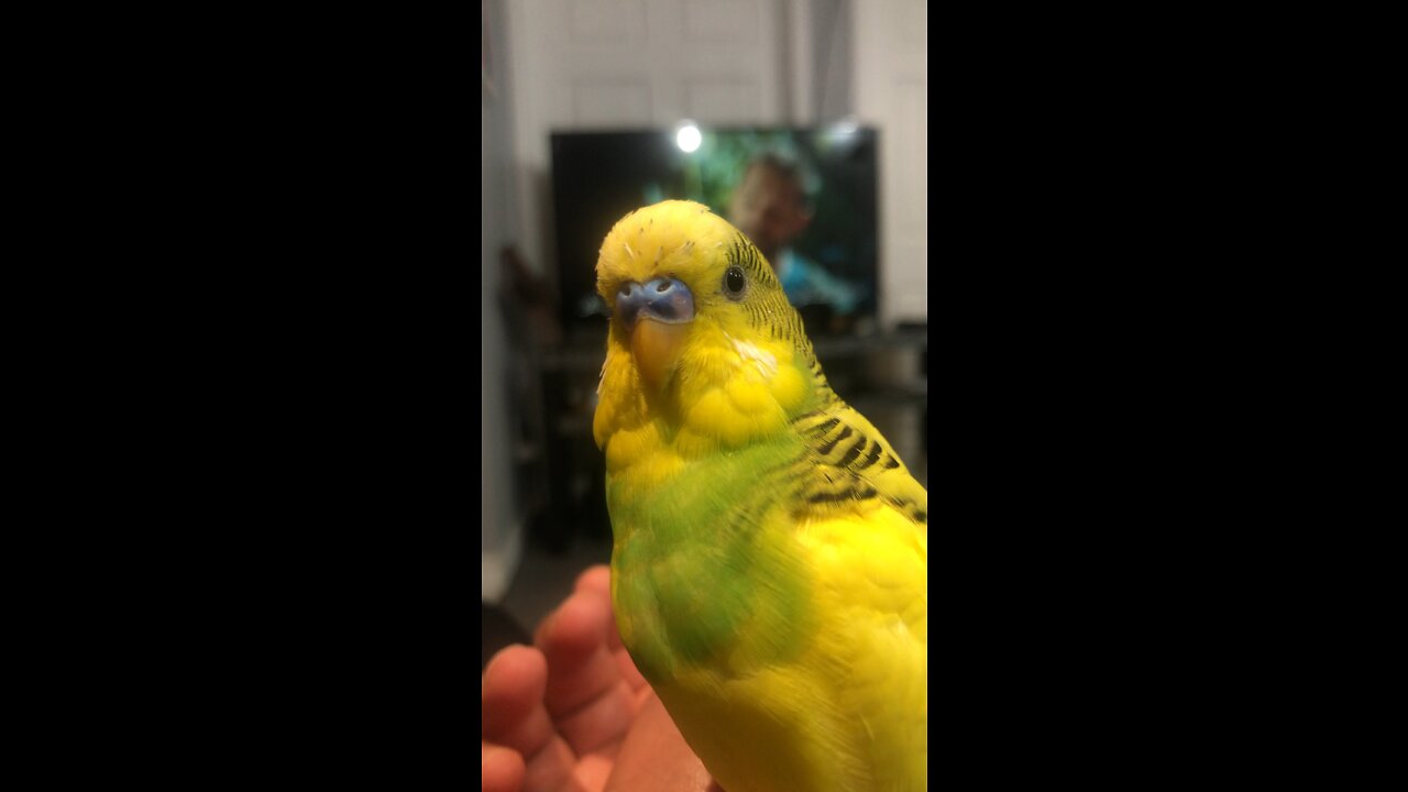 If you love me❤️leave one word🦜