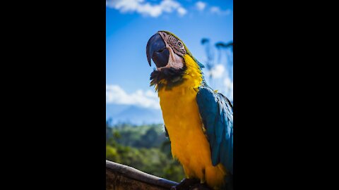 Parrot Called Macaw
