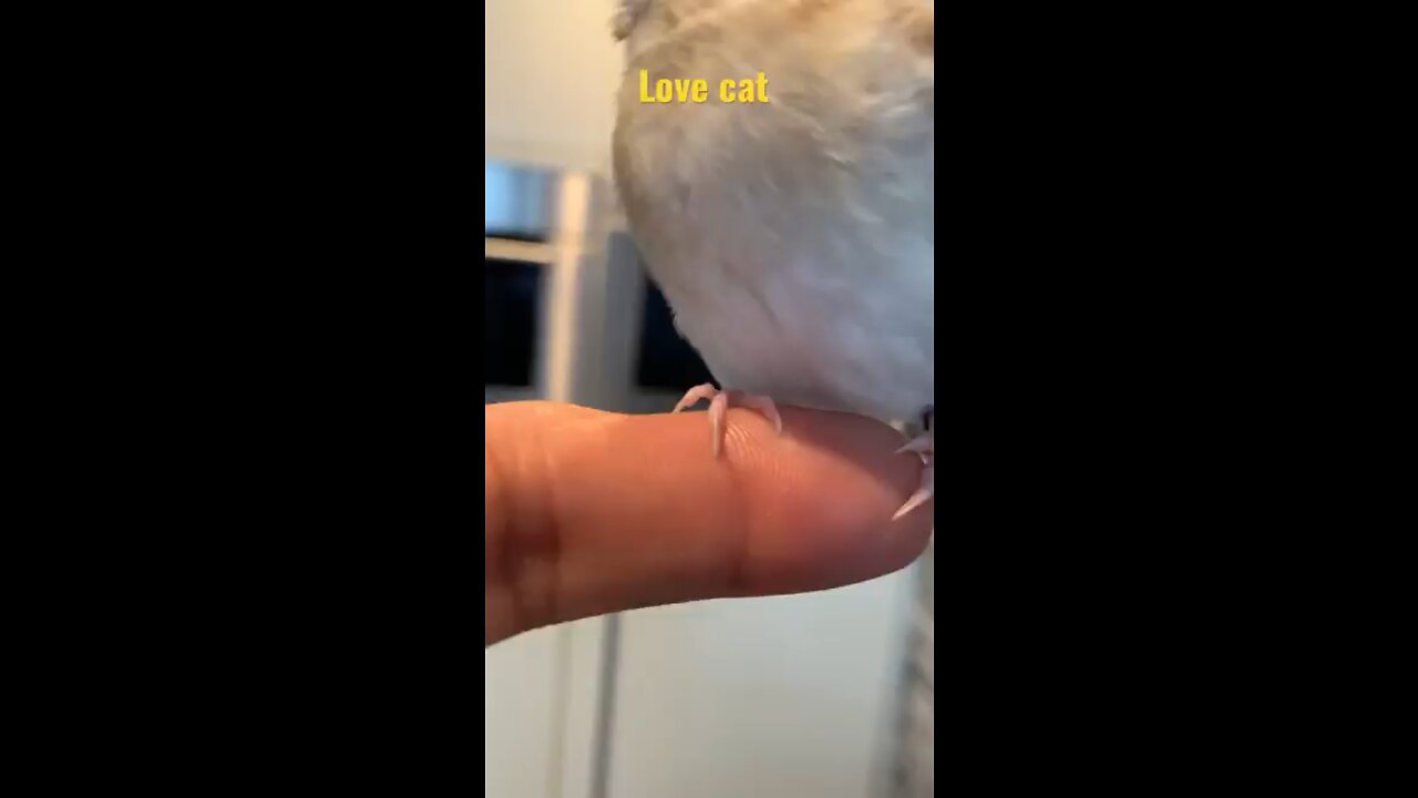 A cat eats bird