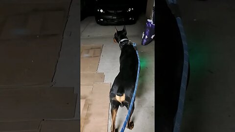 🐕How To Get a #Doberman Ready For a Walk. #dobermanlove #dobermantraining #dobermanpinscher #walk