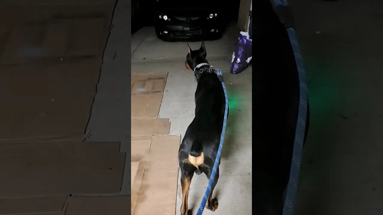 🐕How To Get a #Doberman Ready For a Walk. #dobermanlove #dobermantraining #dobermanpinscher #walk