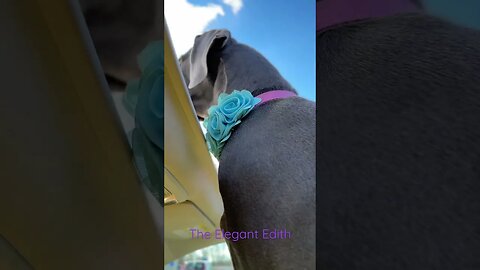 #shorts #dogs #love #shortsvideo #dog #goodmorning #kids #happy #explore #painting #comedy
