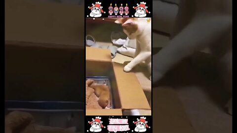 29_😂😹😂 Cute Animals For When You Are Stressed 😂😹😂 (2022)