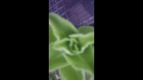 Mexican Mint