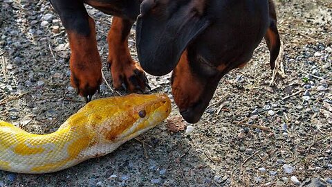 Mother's defense of her child against the snake|دفاع مادر از چوچه اش در مقابل مار