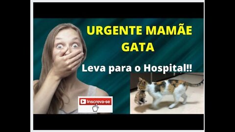 Love Mama Cat!! Take Puppy to Hospital!!
