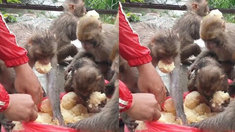 Feeding rice ball at rain