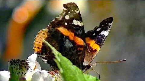 IECV NV #232 - 👀 Red Admiral Butterfly On The Sticker Bush Flower 🦋6-6-2016