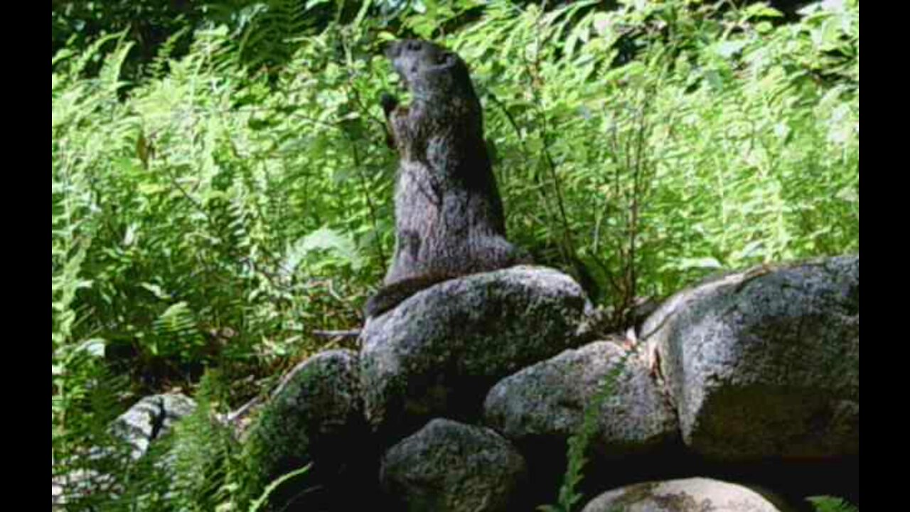 What's new at Scoops The Groundhog's house?