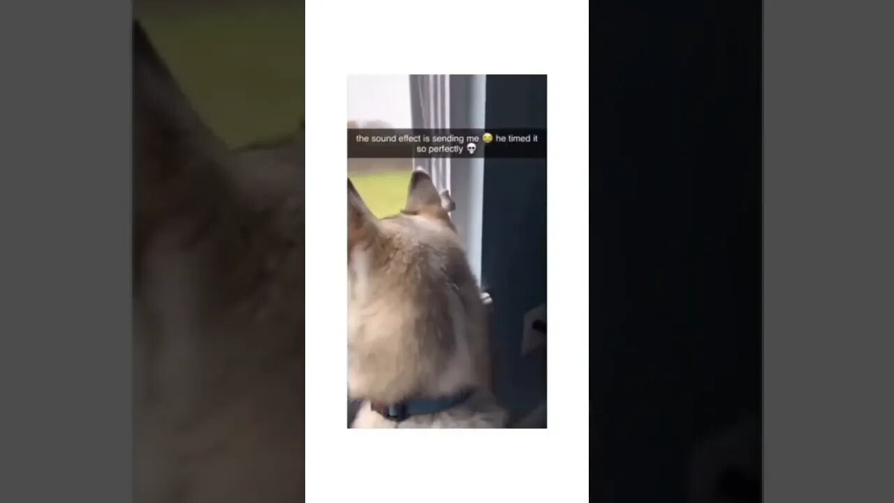 Perfect timing #shorts #dog #perfect #timeing