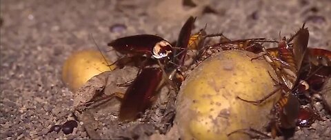 Las Vegas pest control companies receive an uptick in calls after earthquakes