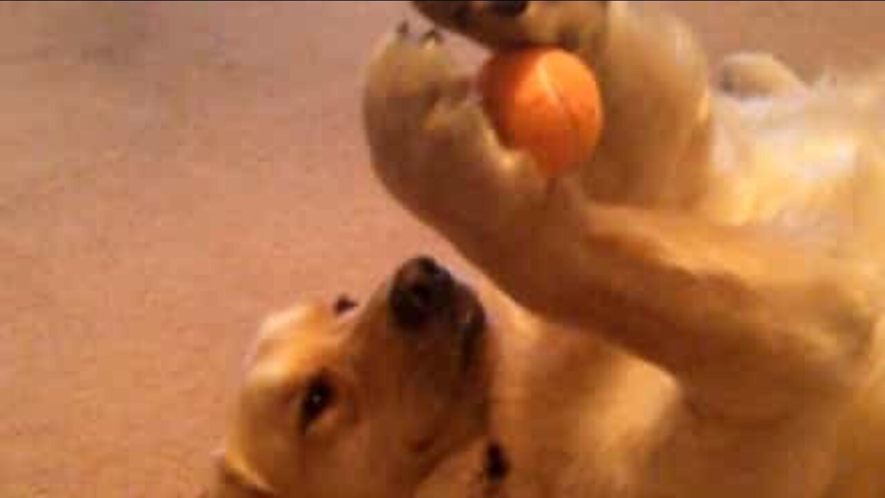 Un chien se découvre un nouveau talent et reste perplexe
