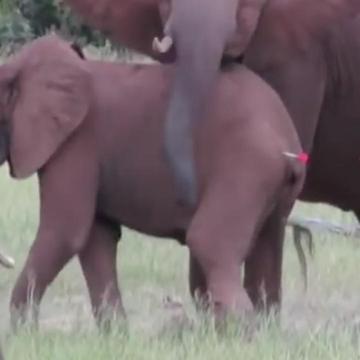 Baby Elephant's Family Protects Him Until Rescuers Arrive