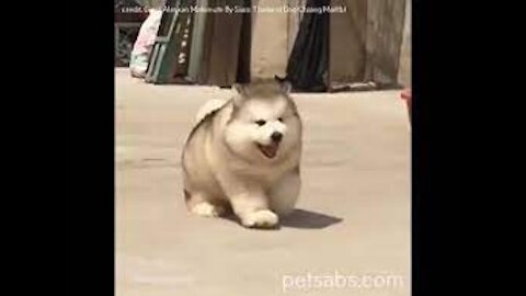 Cutest Alaskan Malamute Puppies and Funniest Moments New Compilation