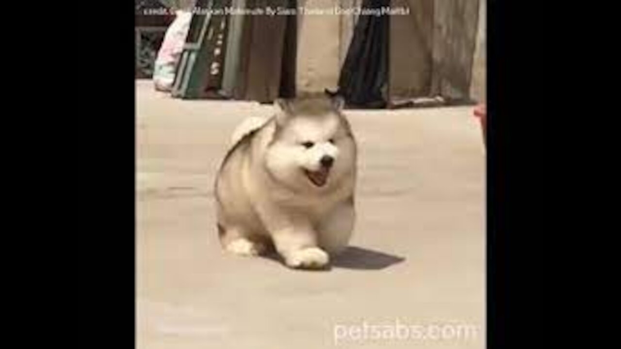 Cutest Alaskan Malamute Puppies and Funniest Moments New Compilation