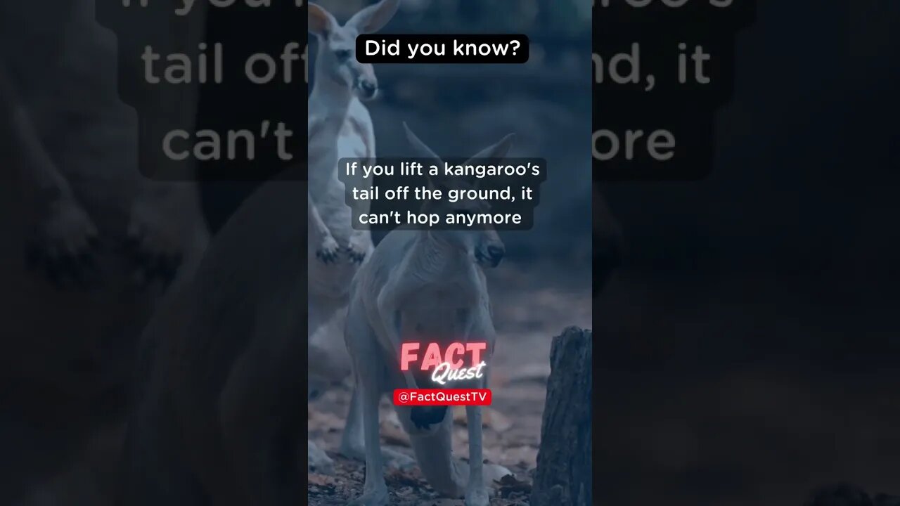 The Craziest Thing Happens When You Lift a Kangaroo's Tail Off the Ground