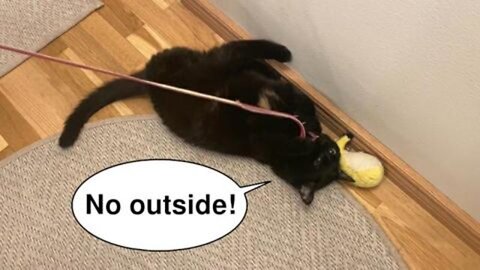 Vilma cat does not want to go outside today