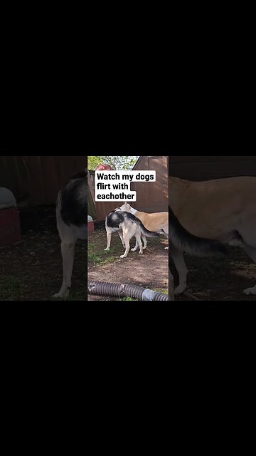 Careless Woofsper #dogmeme #cute #carelesswhisper #dog #doggo