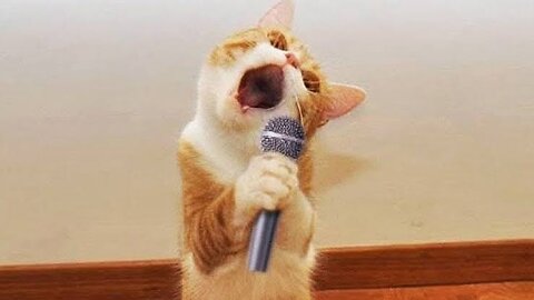 Funniest Animals Video - Best Cats😹 and Dogs🐶 Videos of the Week 2022!